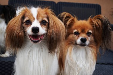 güzel akıllı hayvan olarak phalene ve papillon köpek portre