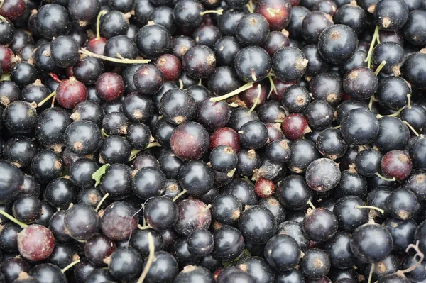 Frutas Jostaberry Frescos Como Fundo Comida Muito Agradável — Fotografia de Stock