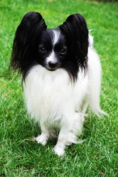 緑の草に小さなパピヨン犬 — ストック写真