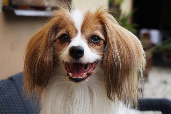 素敵な賢い動物として Phalene 犬の肖像画 — ストック写真