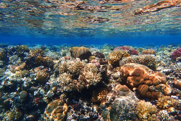 Arrecife Coral Egipto Con Naturaleza Color — Foto de Stock
