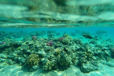 renk doğa ile Mısır'daki mercan     