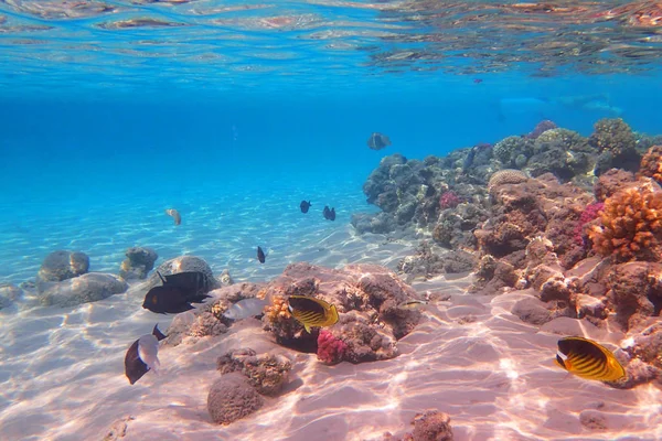 Recife Coral Egito Com Natureza Cor — Fotografia de Stock