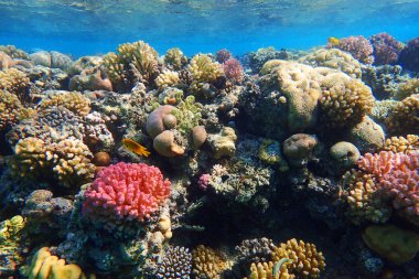 renk doğa ile Mısır'daki mercan     