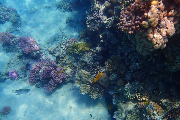 Korallrev Egypten Med Färg Natur — Stockfoto