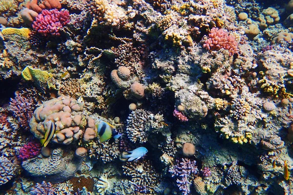 Rafa Koralowa Egipcie Kolor Natura — Zdjęcie stockowe