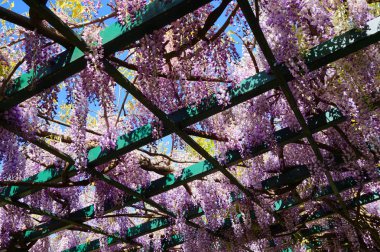 bahar wisteria çiçekleri güzel doğal arka plan olarak