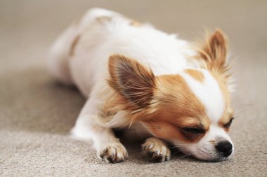 Chihuahua tatlı evinde dinleniyor