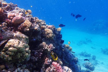 renk doğa ile Mısır'daki mercan     