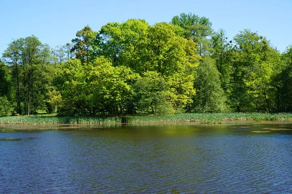 Malé Jezero Poblíž Hradu Radun Jako Morava Kalné — Stock fotografie