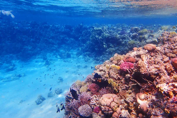 Korallzátony Egyiptomban Szín Természettel — Stock Fotó