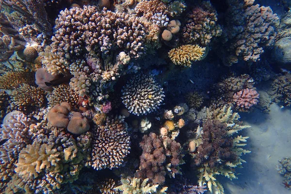 色自然とエジプトのサンゴ礁 — ストック写真