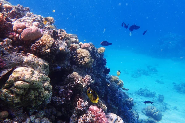 Coral Reef Egypte Met Kleur Natuur Rechtenvrije Stockfoto's