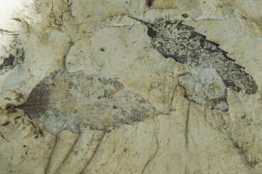 çok güzel doğal arka plan olarak fosil doku bırakır