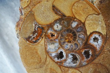 Ammonit fosil doku güzel doğal arka plan olarak