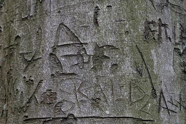 受损的山毛榉树纹理作为自然背景 — 图库照片