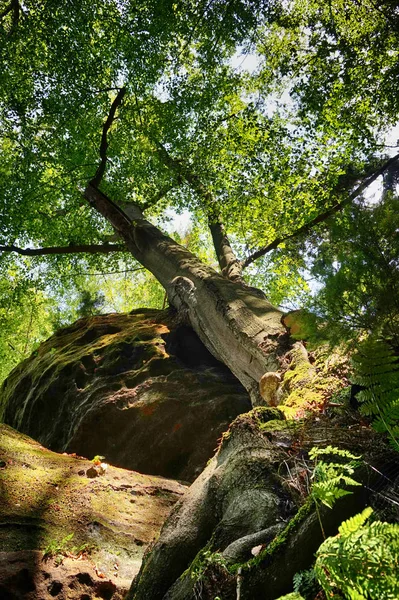 Oude Beukenbos Tsjechische Republiek — Stockfoto