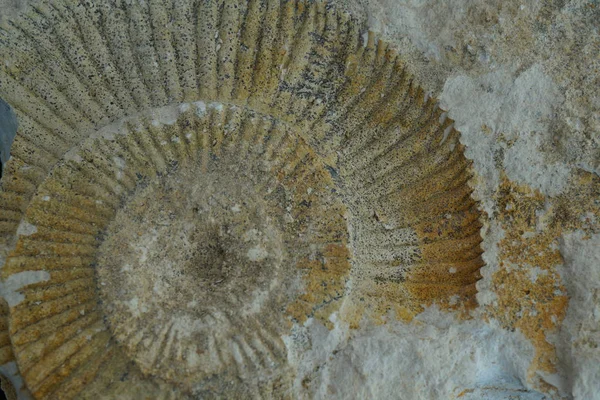 Ammoniten Fossile Textur Als Schöner Natürlicher Hintergrund — Stockfoto