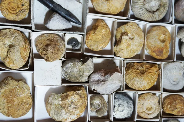 Ammonite Fossil Samling Som Mycket Fin Naturlig Bakgrund — Stockfoto