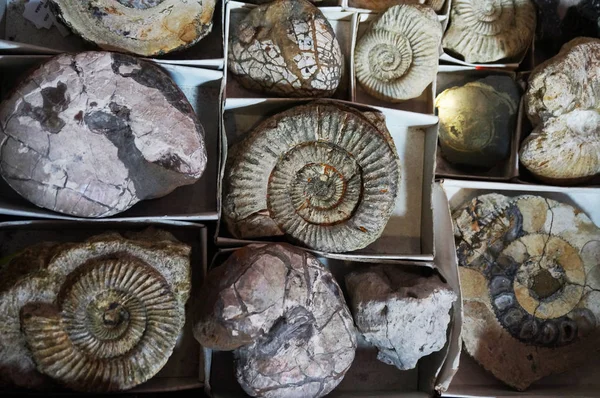 Ammoniitti Fossiilisten Kokoelma Erittäin Mukava Luonnollinen Tausta — kuvapankkivalokuva