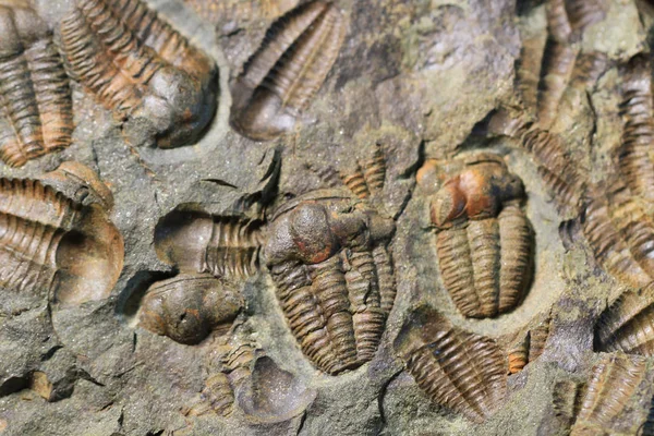 Trilobite Fossila Textur Som Fin Naturlig Bakgrund — Stockfoto