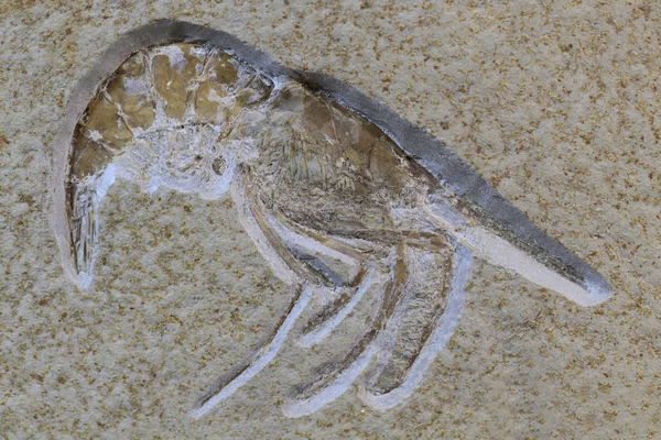 Zee Cryfish Fossiele Als Mooie Natuurlijke Achtergrond — Stockfoto