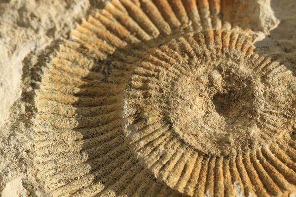 Ammonites Textura Fóssil Como Fundo Natural Agradável — Fotografia de Stock