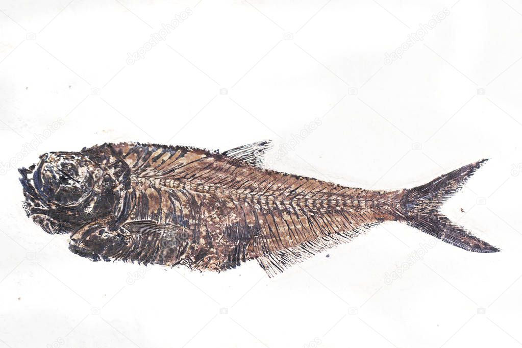 fossil fish isolated on the white background