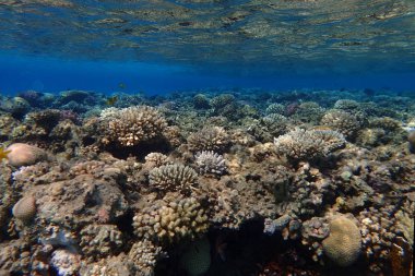 renk doğa ile Mısır'daki mercan     