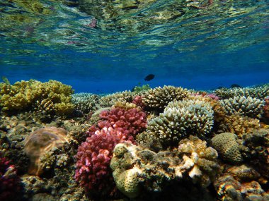 renk doğa ile Mısır'daki mercan     