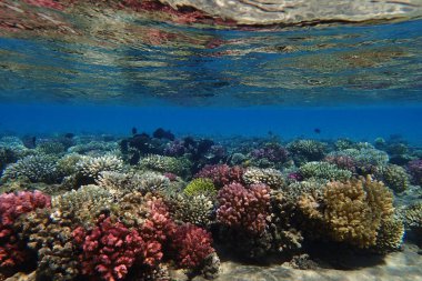 renk doğa ile Mısır'daki mercan     