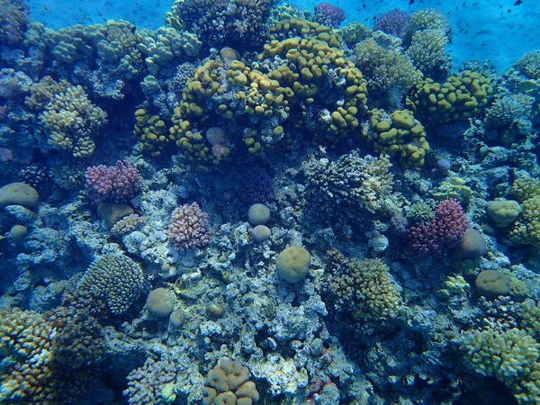 Korallrev Egypten Med Färg Natur — Stockfoto