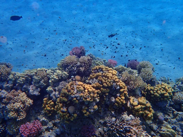 Arrecife Coral Egipto Con Naturaleza Color — Foto de Stock