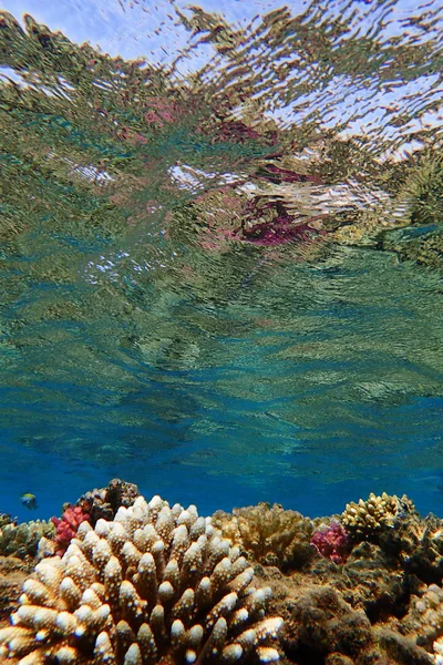 Barriera Corallina Egitto Con Natura Colore — Foto Stock