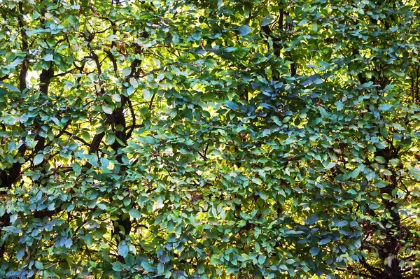 Struttura Foglie Faggio Come Sfondo Molto Bello — Foto Stock