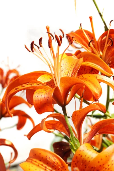 Lilly Pomarańczowy Kwiat Białym Tle Białym Tle — Zdjęcie stockowe