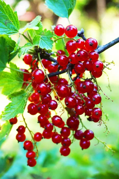 Röda Vinbär Frukt Som Mycket Fin Naturlig Mat Bakgrund — Stockfoto
