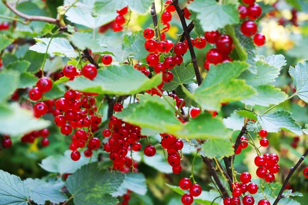 Fruits Groseille Rouge Comme Très Beau Fond Alimentaire Naturel — Photo