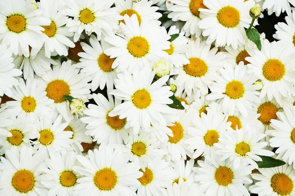 Daisy Blomster Tekstur Som Dejlig Naturlig Baggrund - Stock-foto