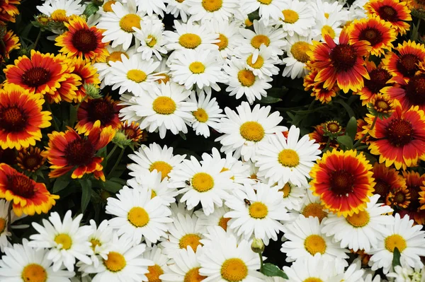 Daisy Flowers Texture Nice Natural Background — Stock Photo, Image