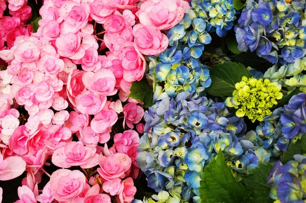 Hortenzia Flowers Texture Very Nice Natural Background — Stock Photo, Image
