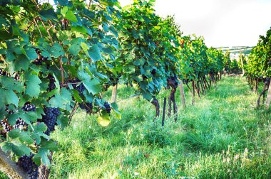 moravia çok güzel arka plan olarak üzerinden çek üzüm bağları