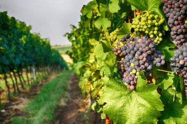 moravia çok güzel arka plan olarak üzerinden çek üzüm bağları