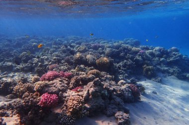 renk doğa ile Mısır'daki mercan     