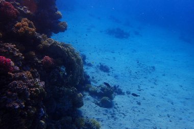 renk doğa ile Mısır'daki mercan     