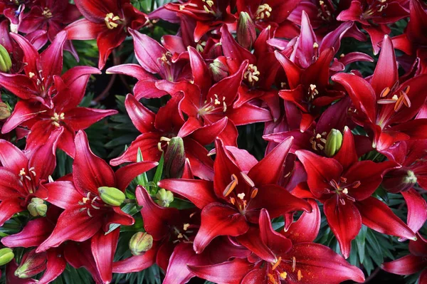 Textura Lilly Vermelho Como Fundo Natural Muito Agradável — Fotografia de Stock