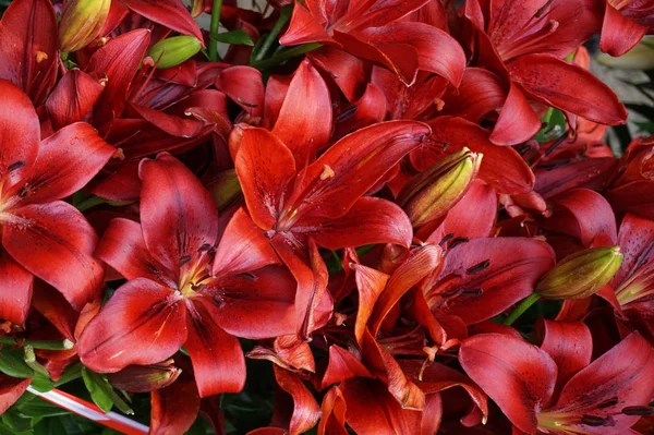 Textura Lilly Vermelho Como Fundo Natural Muito Agradável — Fotografia de Stock