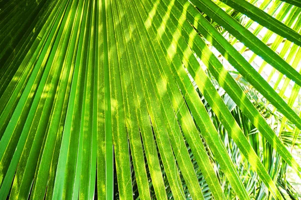 Palm Tree Leaf Texture Nice Exotic Background — Stock Photo, Image