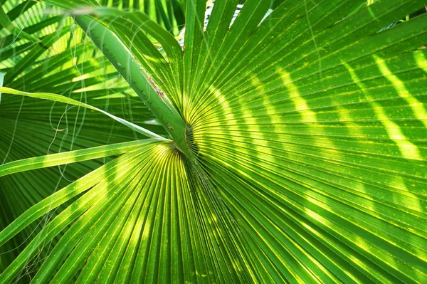 Palmeira Folha Textura Como Bom Fundo Exótico — Fotografia de Stock