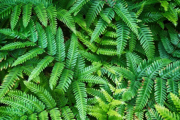 Zelené Kapradí Rostliny Textury Jako Velmi Pěkné Přírodní Pozadí — Stock fotografie